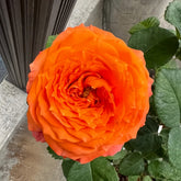 Orange Romantica Rose
